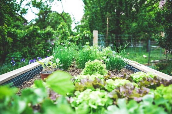Planting and Trimming
